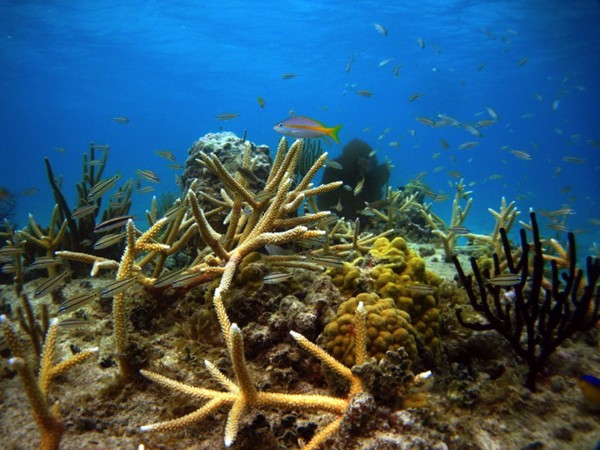 Coral restablecido